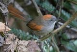 Azaras Spinetail - Azaras Stekelstaart - Synallaxe dAzara
