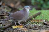 White-throated Quail-Dove - Teugelkwartelduif - Colombe  gorge blanche