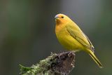 Saffron Finch - Gewone Saffraangors - Sicale bouton-dor (m)