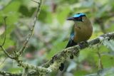 Andean Motmot - Hooglandmotmot - Motmot dquateur