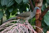 Colombian Chachalaca - Colombiaanse Chachalaca - Ortalide de Colombie