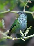 Black-capped Tanager - Heines Tangare - Calliste  calotte noire (f)