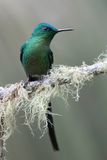 Long-tailed Sylph - Langstaartnimf - Sylphe  queue dazur (m)