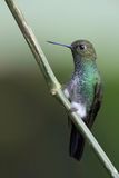 Greenish Puffleg - Aureliapluimbroekje - rione dAurlie