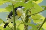 Spot-crowned Barbet - Roodflankbaardvogel - Cabzon  calotte tachete (m)