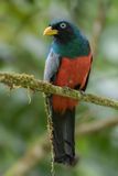 Choco Trogon - Blauwstaarttrogon - Trogon aux yeux blancs (m)