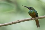 Rufous-tailed Jacamar - Roodstaartglansvogel - Jacamar  queue rousse (m)