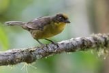 Choco Brushfinch - Donkere Struikgors - Tohi  bec fort
