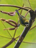 Blue-whiskered Tanager - Blauwbaardtangare - Calliste moustachu