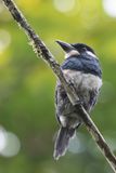 Black-breasted Puffbird - Zwartborstbaardkoekoek - Tamatia  plastron
