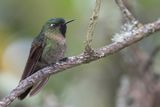 Tyrian Metaltail - Smaragdglansstaartkolibrie - Mtallure meraude