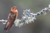 Shining Sunbeam - Koperglanskolibrie - Colibri tincelant