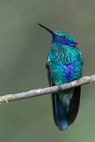 Sparkling Violetear - Goulds Violetoorkolibrie - Colibri anas