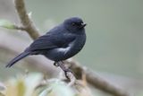 White-sided Flowerpiercer - Witflankberghoningkruiper - Percefleur  flancs blancs
