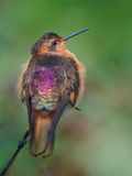 Shining Sunbeam - Koperglanskolibrie - Colibri tincelant