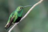 Mountain Velvetbreast - Draadvleugelkolibrie - Colibri de Lafresnaye (m)
