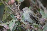 Mountain Elaenia - Bergelenia - lnie montagnarde