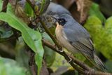 Black-eared Hemispingus - Zwartoorsfenops - Tangara barbouill