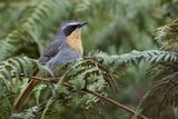 Cape Robin-Chat - Kaapse Lawaaimaker - Cossyphe du Cap