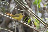 Livingstones Flycatcher - Grijskopelfmonarch - rythrocerque de Livingstone