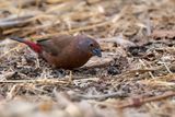 Jamesons Firefinch - Roze Amarant - Amarante de Jameson