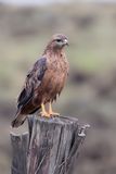 Common Buzzard - Buizerd - Buse variable