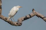 Western Cattle Egret - Koereiger - Hron garde-boeufs