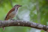 Collared Palm Thrush - Zambesipalmlijster - Cichladuse  collier