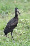 African Openbill - Afrikaanse Gaper - Bec-ouvert africain