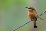 Little Bee-eater - Dwergbijeneter - Gupier nain