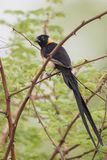 Long-tailed Paradise Whydah - Smalstaartparadijswida - Veuve de paradis (m)