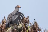 African Harrier Hawk - Kaalkopkiekendief - Gymnogne dAfrique