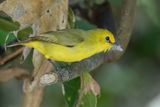 Pemba White-eye - Pembabrilvogel - Zostrops de Pemba