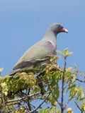 Pemba Green Pigeon - Pembapapegaaiduif - Colombar de Pemba
