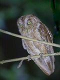 Pemba Scops Owl - Pembadwergooruil - Petit-duc de Pemba