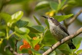 Pemba Sunbird - Pembahoningzuiger - Souimanga de Pemba (f)