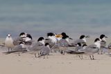 Saunderss Tern - Saunders Dwergstern - Sterne de Saunders (also Common and Lesser Crested Terns)