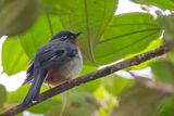 Rufous-throated Solitaire - Roodkeelsolitaire - Solitaire siffleur
