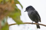 Jamaican Becard - Jamaicaanse Bekarde - Bcarde de la Jamaque (m)