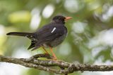 White-chinned Thrush - Witkinlijster - Merle  miroir