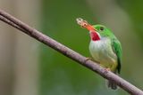 Jamaican Tody - Jamaicaanse Todie - Todier de la Jamaque