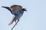 White-crowned Pigeon - Witkapduif - Pigeon  couronne blanche