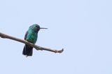 Blue-tailed Emerald - Blauwstaartsmaragdkolibrie - meraude orvert