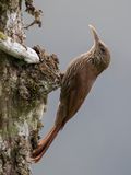 Inambari Woodcreeper - Inambarimuisspecht - Grimpar de lInambari