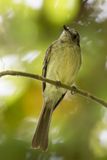 Slaty-capped Flycatcher - Grijskruinleptopogon - Pipromorphe  tte grise