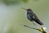 Sapphire-spangled Emerald - Saffieramazilia - Ariane saphirine (f)