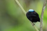 Cerulean-capped Manakin - Blauwkapmanakin - Manakin crulen (m)