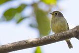 Wing-barred Piprites - Streepvleugelmanakin - Piprite verdin
