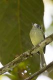 Marble-faced Bristle Tyrant - Zwartoorlooftiran - Tyranneau marbr