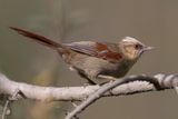 Creamy-crested Spinetail - Vaalkopstekelstaart - Synallaxe  calotte blanche